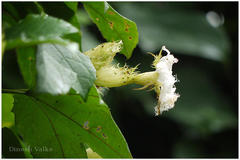Trichosanthes tricuspidata